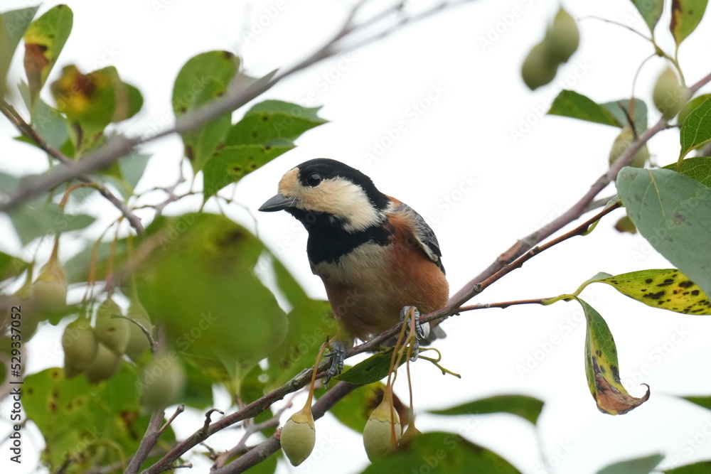 varied tit on a branch varied tit on a branch
