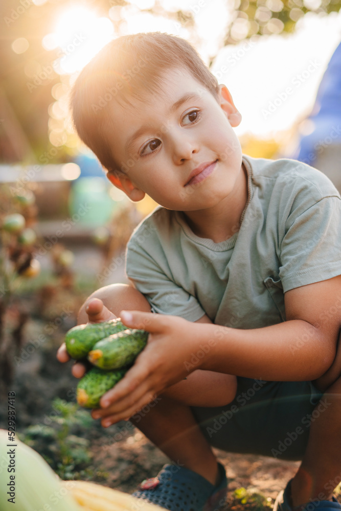 Fototapeta premium 6 years boy collecting cucumbers from garden, holding a bunch of cucumbers. Healthy vegetarian food, healthy lifestyle. Growing food. Summer season. Summer