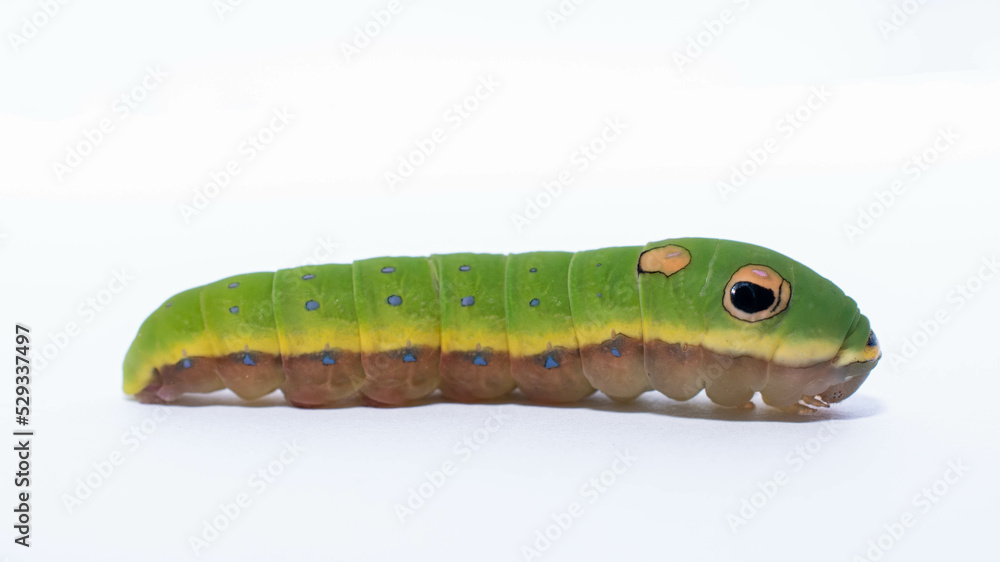 Spicebush swallowtail caterpillar Spicebush swallowtail caterpillar