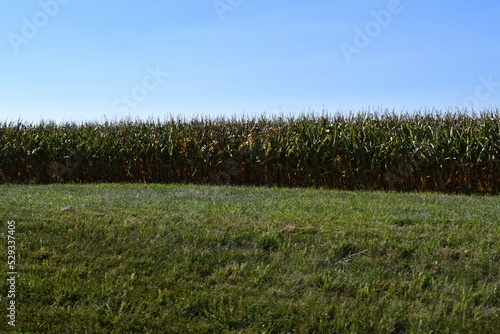 Corn Field