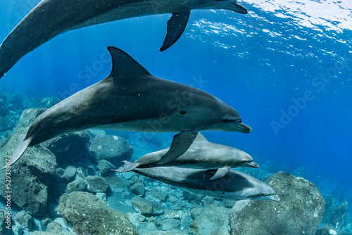 Fotobehang Indian ocean bottlenose dolphin