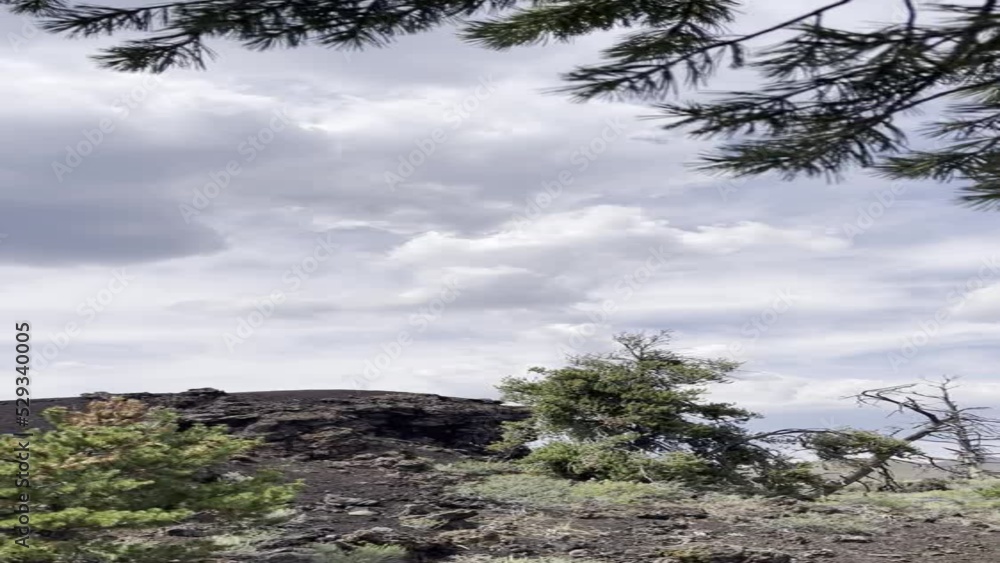 Trees, Landscape and petrified lava Trees, Landscape and petrified lava
