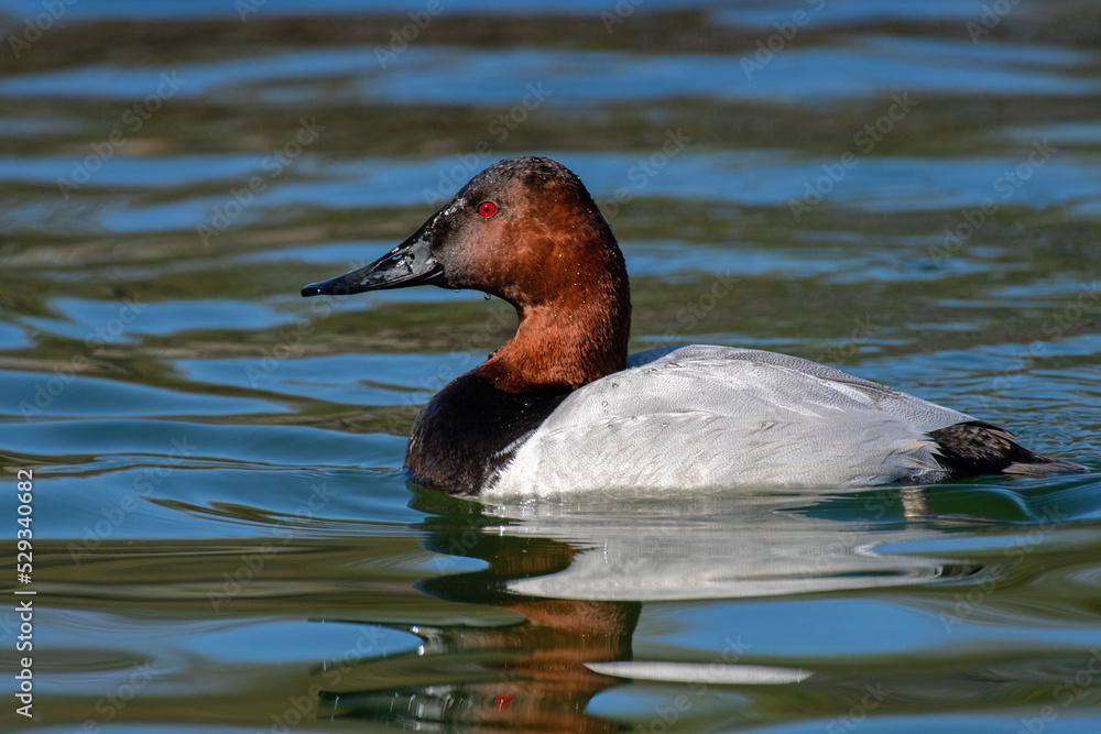 Canvasback (Aythya valisineria) Canvasback (Aythya valisineria)