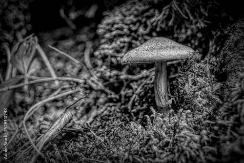 A small mushroom grows on the ground, surrounded by moss and leaves, at the side of a tree along the Agawa Bay Pictographs trail in Lake Superior Provincial Park, Ontario. Black and white. photo