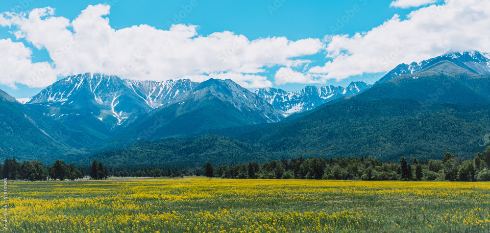 Under the snowy mountains a large field with yellow flowers and green forests.