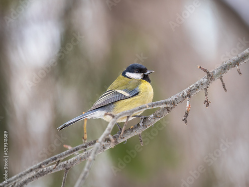 Cute bird Great tit, songbird sitting on a branch without leaves in the autumn or winter.