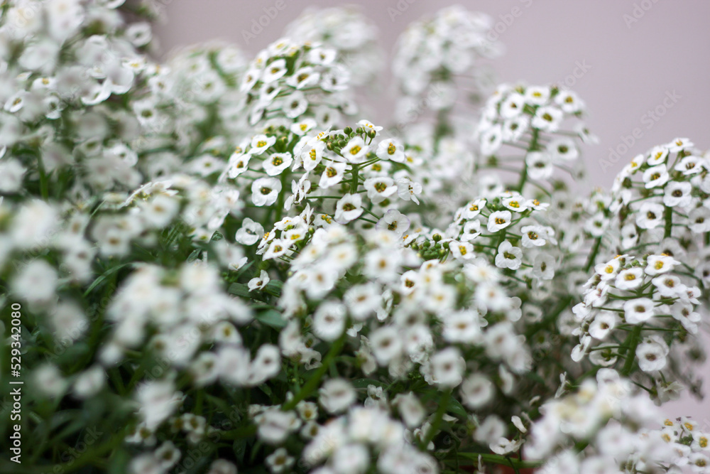Small summer flowers. Bloomed on a warm summer afternoon. Small summer flowers. Bloomed on a warm summer afternoon.