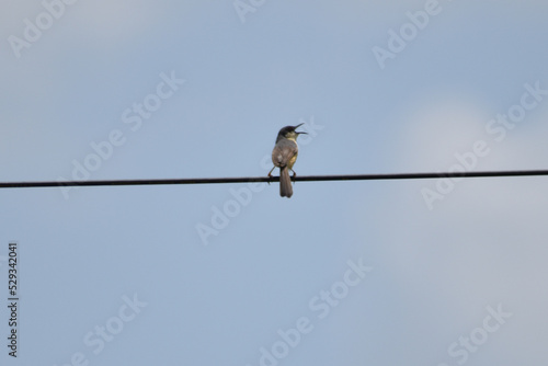 bird on a wire © Mohan
