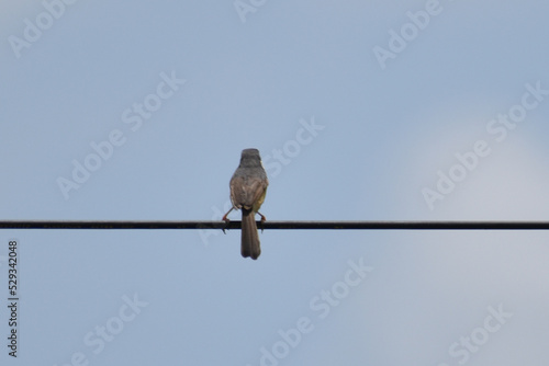 bird on a wire © Mohan