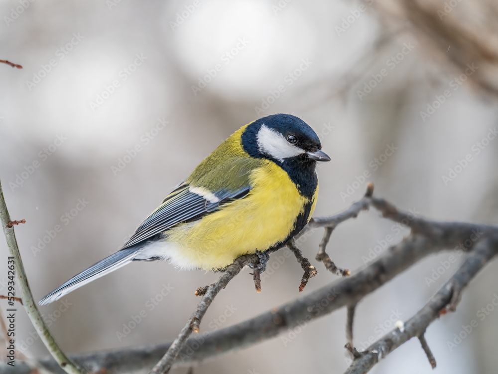 Obraz premium Cute bird Great tit, songbird sitting on a branch without leaves in the autumn or winter.