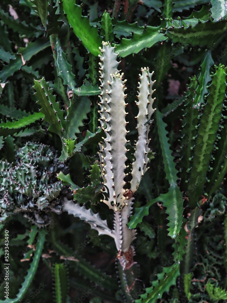 Cactus, flower of the desert. Tropical cactus. Cactus, flower of the desert. Tropical cactus.
