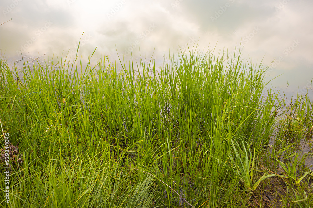 Obraz premium Green grass swamp on the bank of a river or pond, a view from the shore of the clouds reflected in the water