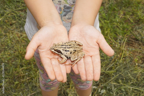 A rustic with a frog in the hands of a child