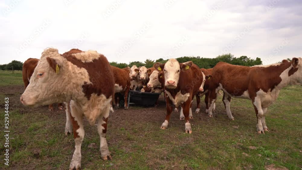 Hereford Cows At The Farm Standing And Feeding In Front Of Camera. wide Hereford Cows At The Farm Standing And Feeding In Front Of Camera. wide