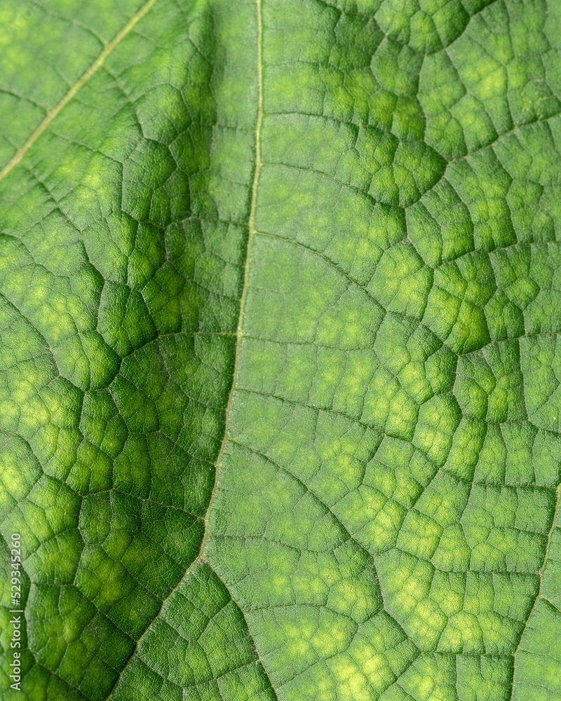 Texture of a green leaf close-up. macro photography. Use as background for text Texture of a green leaf close-up. macro photography. Use as background for text