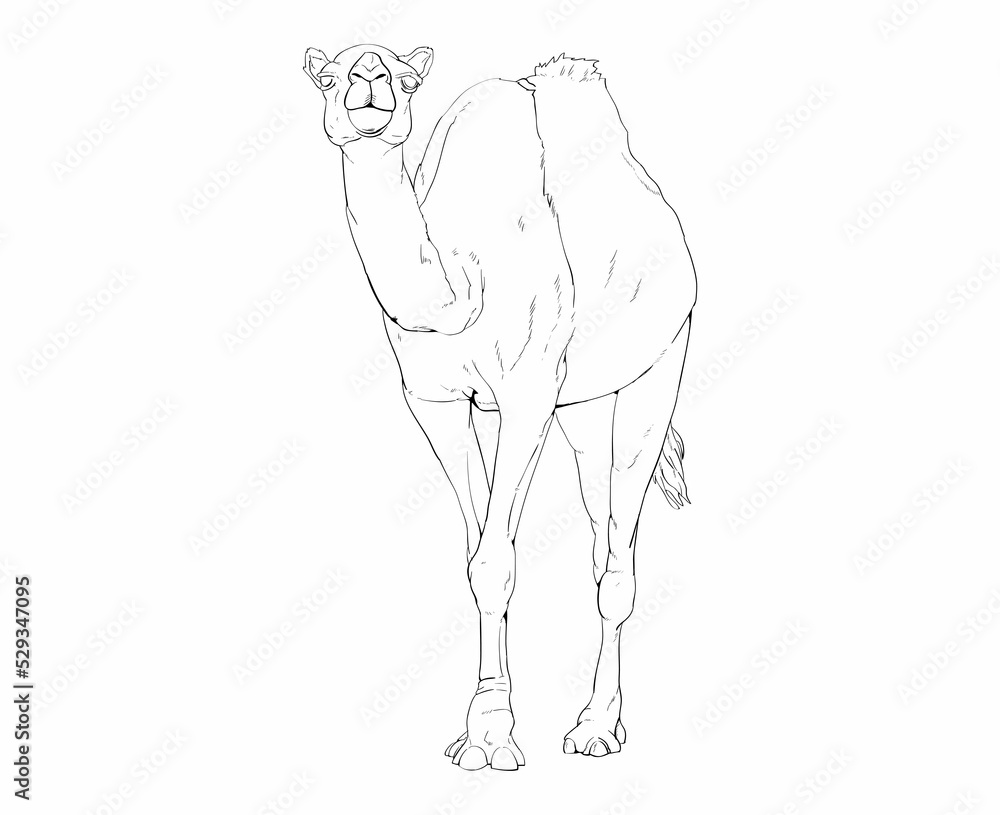 camel lineart