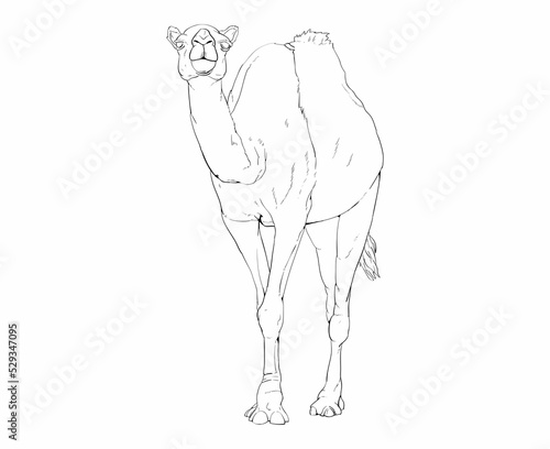 camel lineart