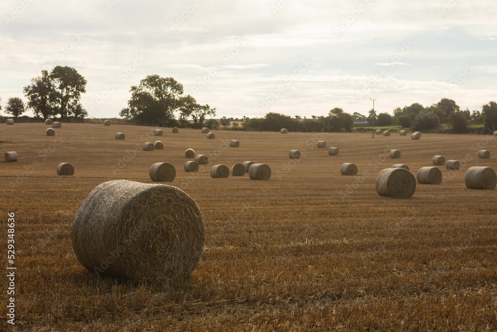 Fototapeta premium Scenic view of hay bale on farm field