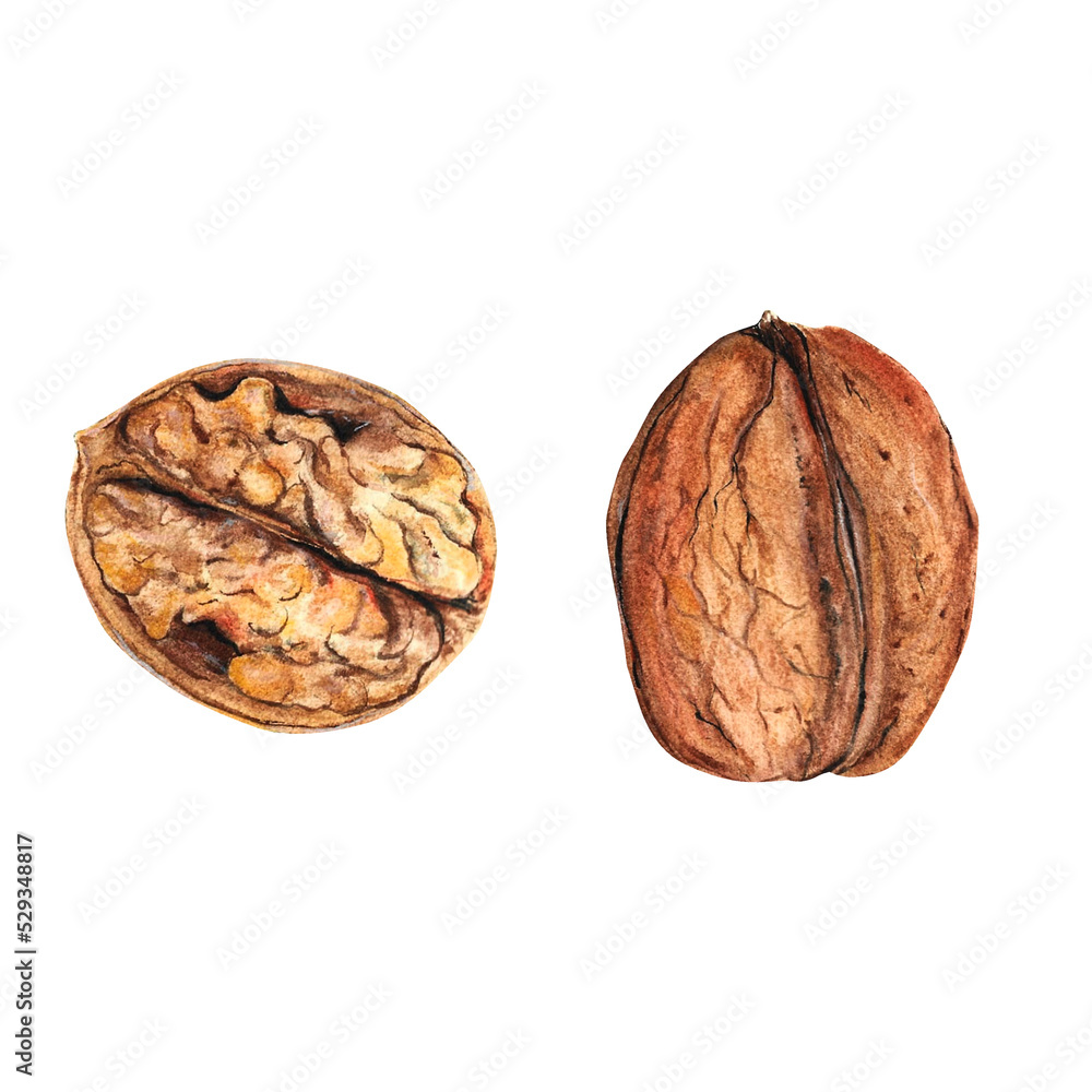 Walnut watercolor isolated on white background, great design for any purposes. Walnut watercolor isolated on white background, great design for any purposes.