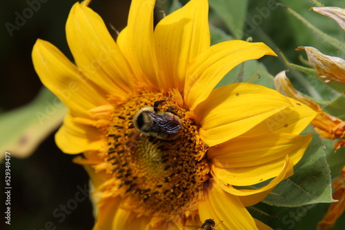 bee on flower