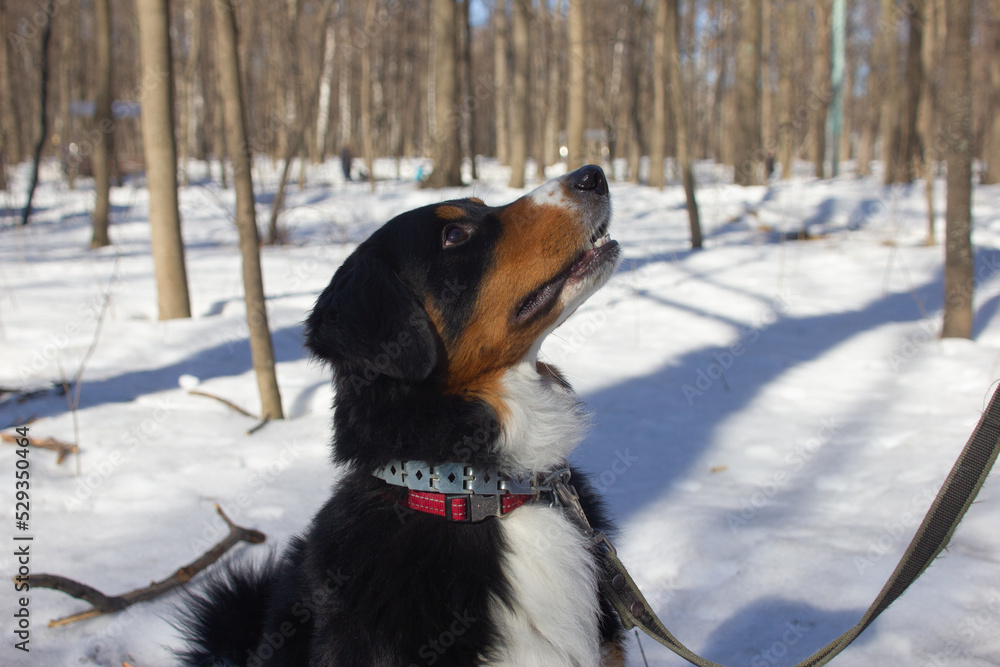 mountain dog is waiting for the command, a walk-training in the park in winter