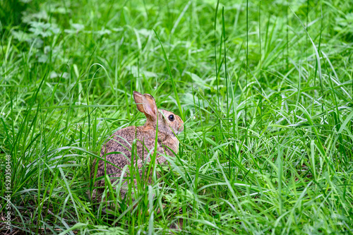 Brown wild rabbit grazing on tall greens, grass and weeds, in parkland  © knelson20