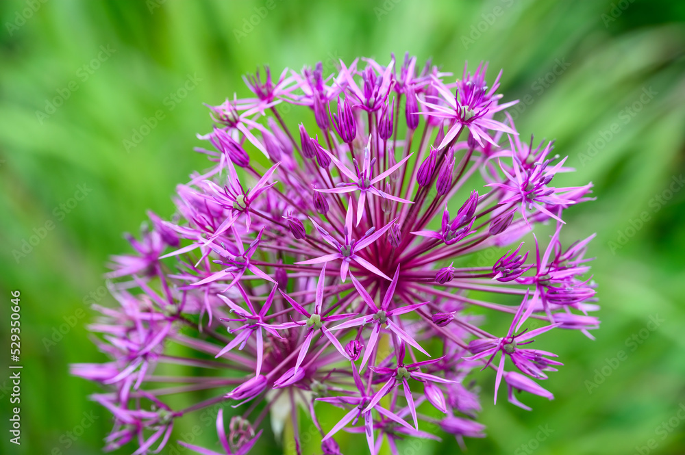 Purple flower of an allium flower, ornamental onion, blooming in a spring garden against a green foliage background
Purple flower of an allium flower, ornamental onion, blooming in a spring garden against a green foliage background