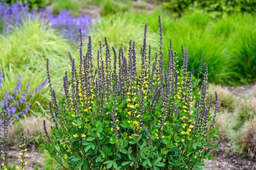 Fotografie Yellow and purple flowers of a False Indigo plant blooming in a fresh spring gar