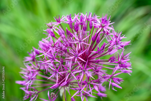 Purple flower of an allium flower, ornamental onion, blooming in a spring garden against a green foliage background
 photo