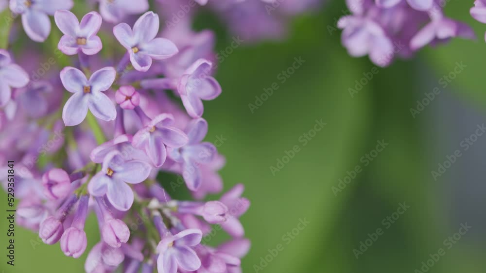 Lilac flowers blooming with the purple colors in Europe. Pink lilac flowers. Nature blooming flowers backdrop. Pan up. Lilac flowers blooming with the purple colors in Europe. Pink lilac flowers. Nature blooming flowers backdrop. Pan up.