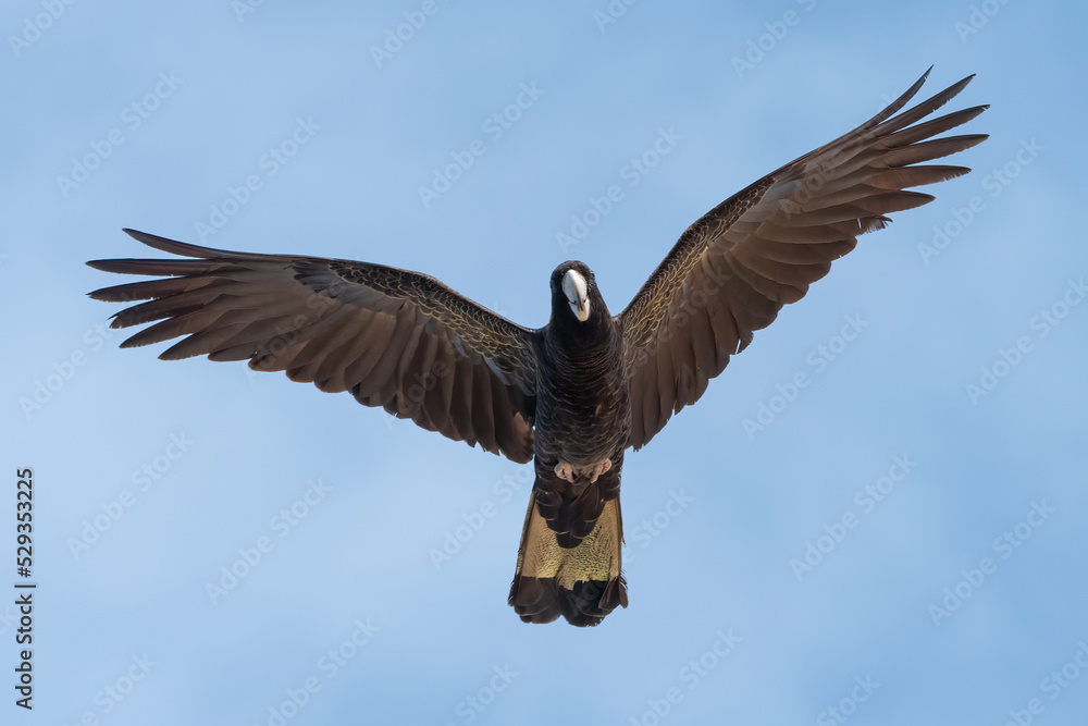 Naklejka premium Yellow-tailed black cockatoo (Zanda funerea) isolated against a blue sky, Sydney, Australia