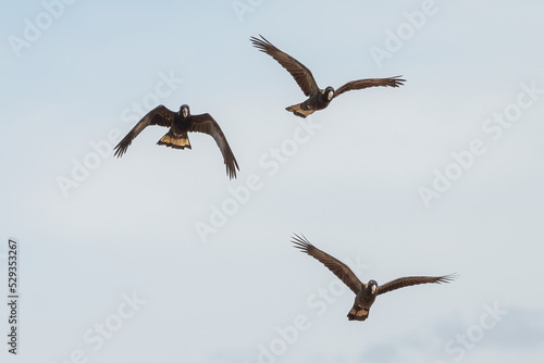 Group of yellow-tailed black cockatoos (Zanda funerea) flying over the Sydney coast, NSW