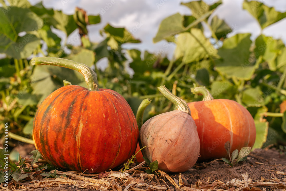 Fototapeta premium Various varieties of pumpkins in the garden. Colorful vegetables.