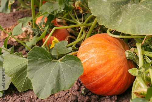 Pumpkin growing in the vegetable garden. Growing pumpkins. Pumpkin plant.