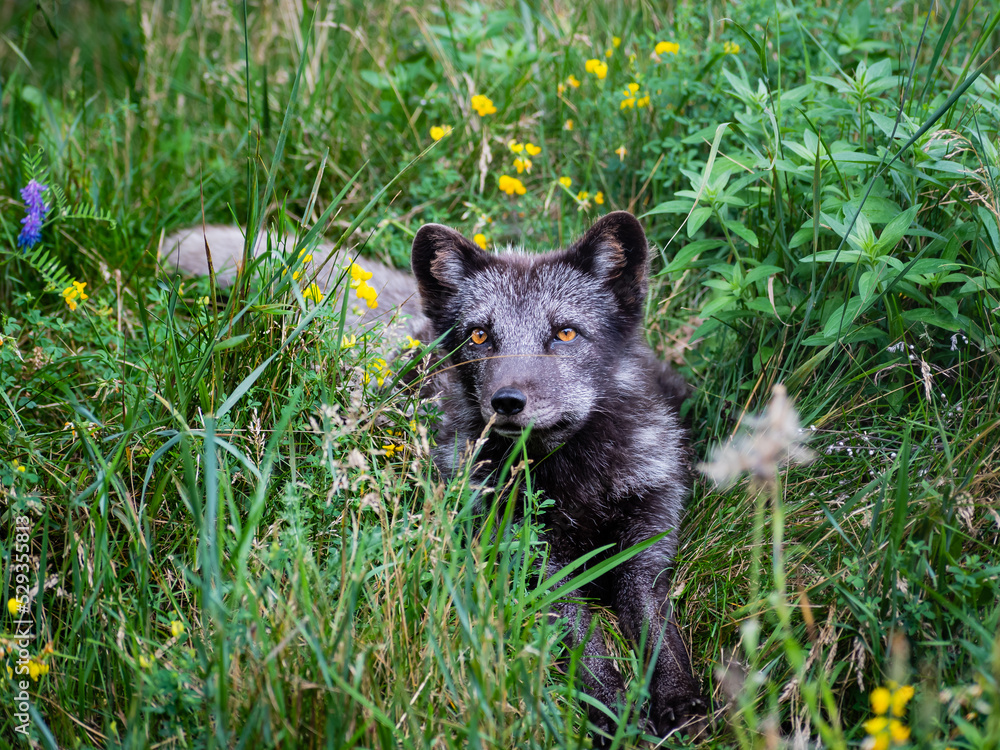 Beautiful view of an arctic fox (Vulpes lagopus) with summer morph, sitting in the grass Beautiful view of an arctic fox (Vulpes lagopus) with summer morph, sitting in the grass