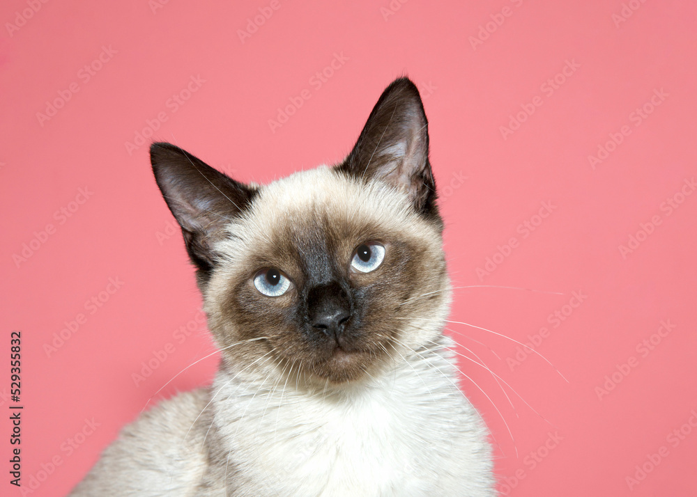 close up portrait of a seal point siamese kitten looking at viewer. Pink background with copy space.