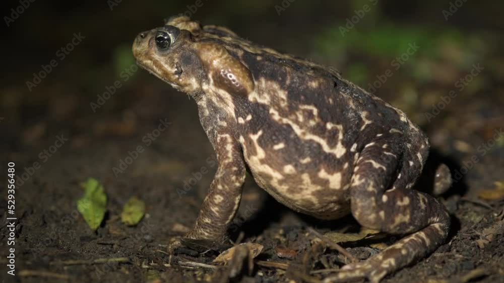 Cope's toad is a species of large-sized amphibian Cope's toad is a species of large-sized amphibian