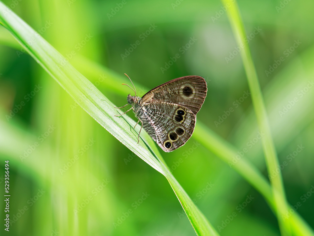 Fototapeta premium ススキの葉で一休みするヒメウラナミジャノメ