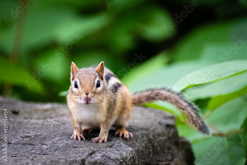 Photos Beautiful portrait of a lovely eastern chipmunk in Canada
