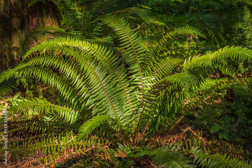 Beautiful fern leaf texture in nature. Natural ferns blurred background. Fern leaves. Fern plants in forest Beautiful fern leaf texture in nature. Natural ferns blurred background. Fern leaves. Fern plants in forest
