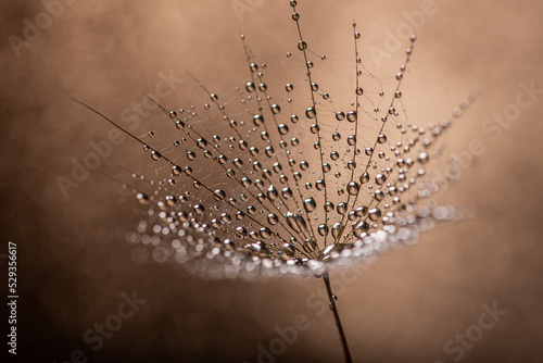 Foto Shiny drops of dew on a dandelion