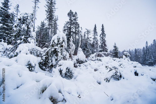 Snow covered forest of pine trees during winter near Saguenay, Quebec (Canada) © Pernelle Voyage