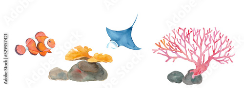 海のいきもの：カクレクマノミ,マンタ,サンゴの水彩イラスト（透過背景）
 photo