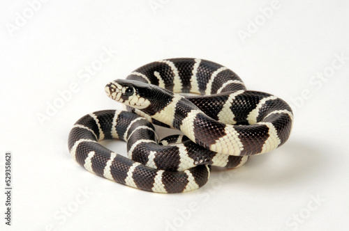 California Kingsnake // Kalifornische Kettennatter (Lampropeltis getula californiae / Lampropeltis californiae)