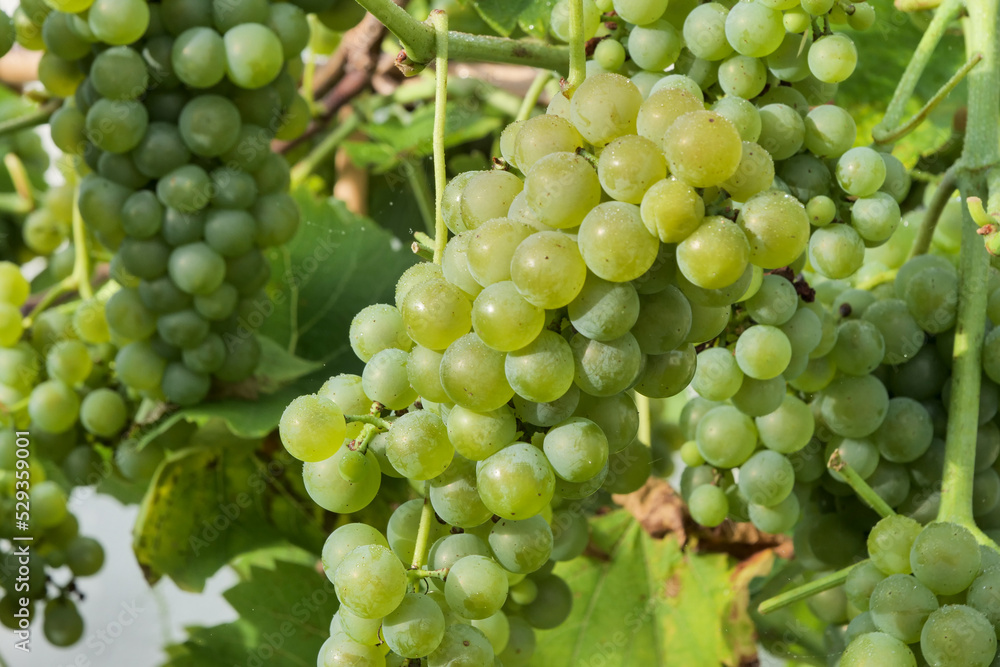 close up of green grapes in vineyard