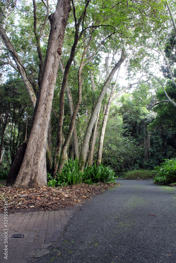 Fototapeta premium Trees and path at the Tondoon Botanic Gardens in Gladstone, Queensland, Australia