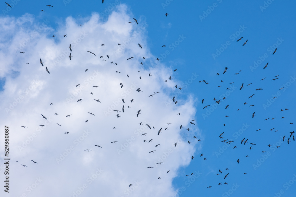 flock of storks migrating in the blue sky flock of storks migrating in the blue sky