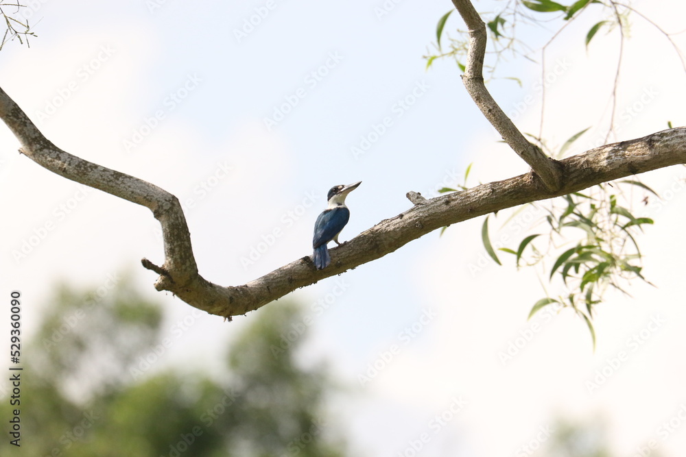 Collared Kingfisher Collared Kingfisher