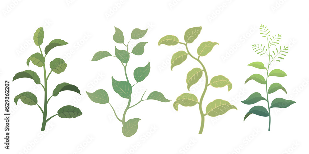 Various leaves and grass illustrations transparent background random form