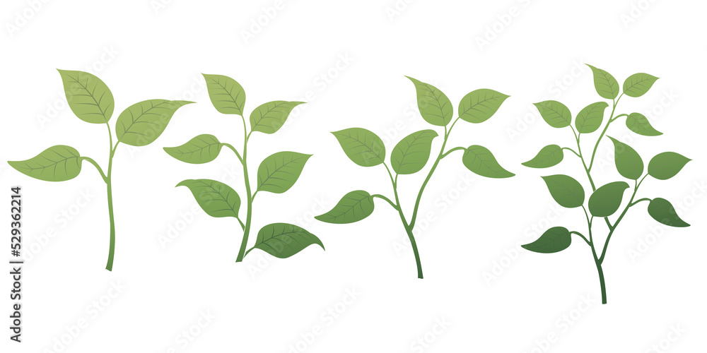Various leaves and grass illustrations Transparent background Grass leaves